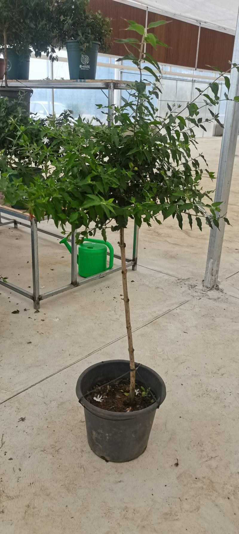 新品茉莉宝珠茉莉虎头茉莉笔尖茉莉#茉莉花新品种