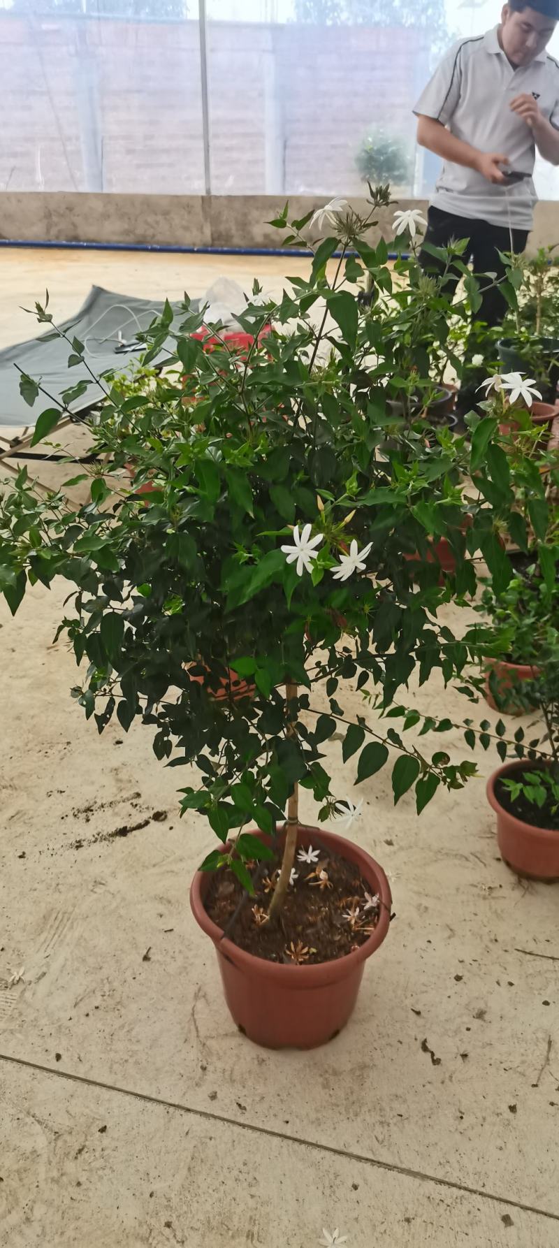 新品茉莉宝珠茉莉虎头茉莉笔尖茉莉#茉莉花新品种