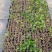 新品茉莉宝珠茉莉虎头茉莉笔尖茉莉#茉莉花新品种