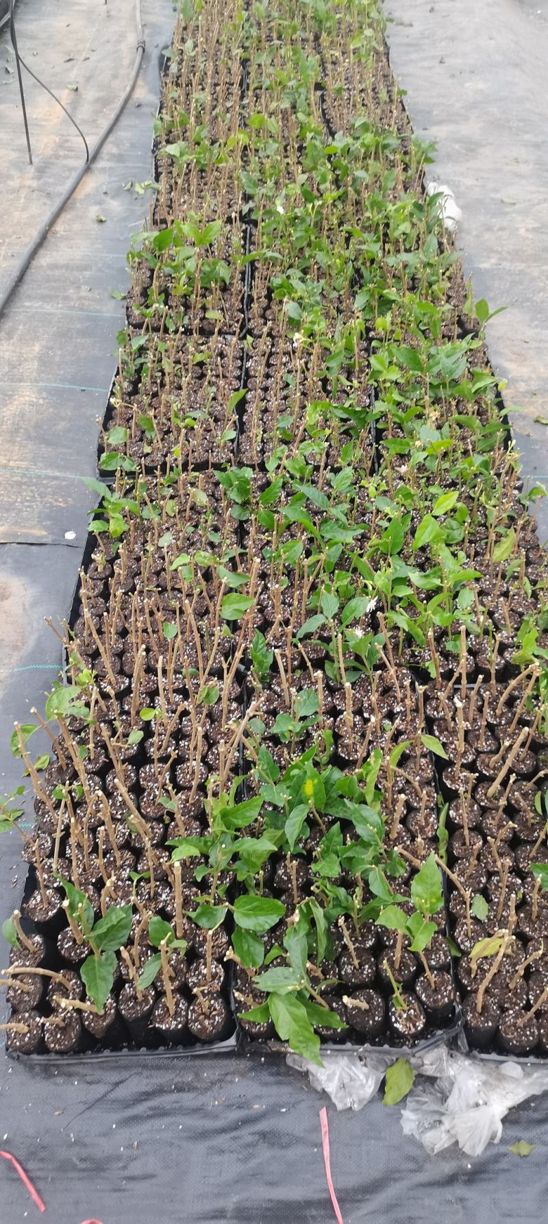 新品茉莉宝珠茉莉虎头茉莉笔尖茉莉#茉莉花新品种
