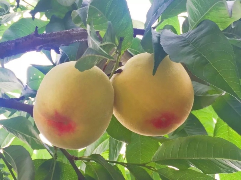 无锡阳山水蜜桃、一件代发、批发、团购、货源稳定、长期供货