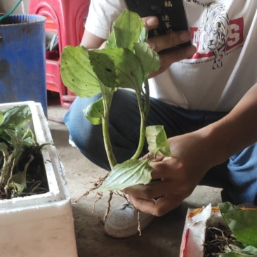 中药材见血青有需要的联系我