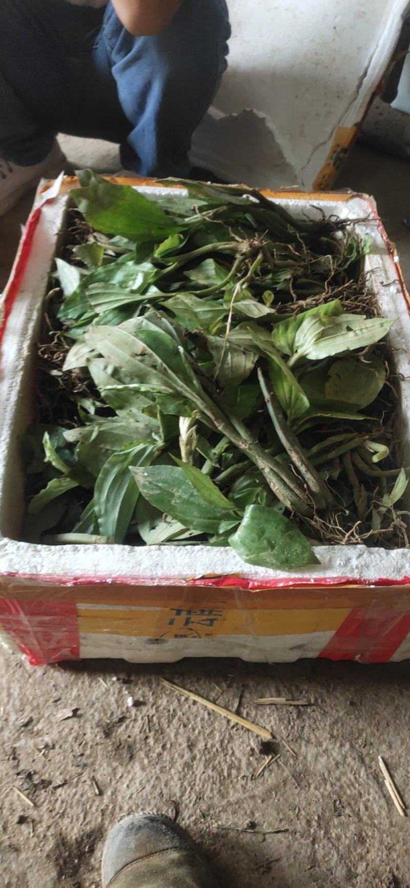 中药材见血青有需要的联系我