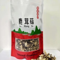 鹿茸菇一件代发品质优先假一赔十优质商家