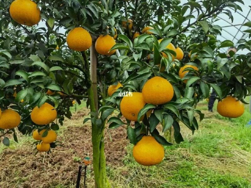 湖南省怀化市芷江侗族自治县禾梨坳乡山地优质阳光一号桔柚。