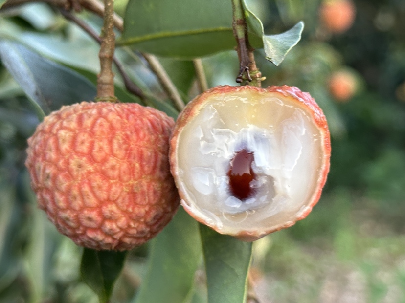 展示一颗完整的白糖罂荔枝果实,果皮略带蜡质感,果肉清晰可见 白糖罂荔枝特写