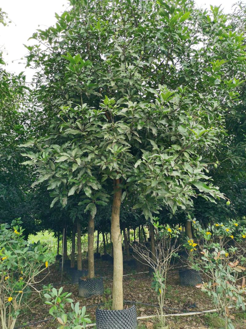 芒果树13～14分