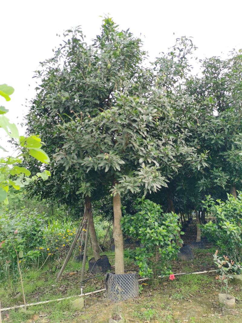 芒果树13～14分
