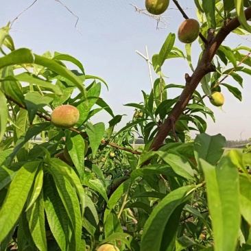 早熟桃子，颜色红，口感甜