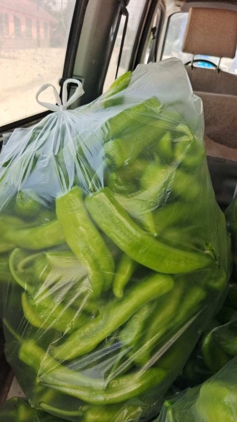 精神西红柿上市了，价格低迷