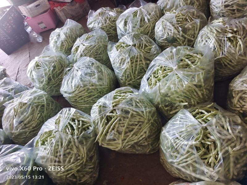 精神西红柿上市了，价格低迷