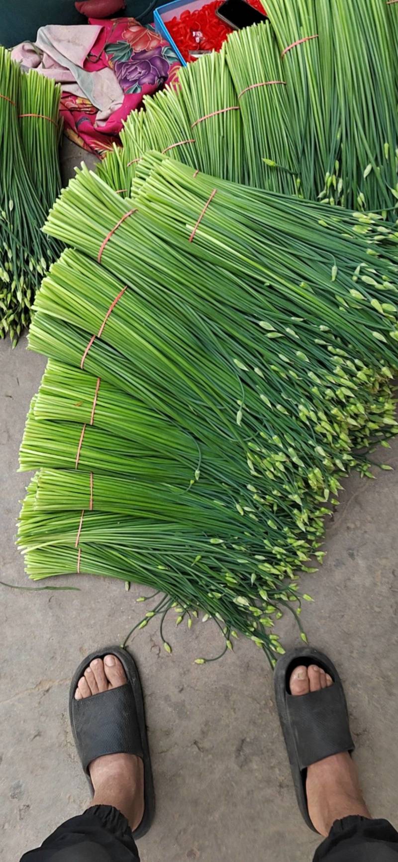 韭苔大量上市