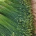 韭苔大量上市
