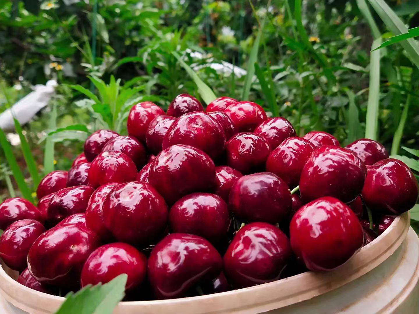 车厘子猕猴桃酸奶杯