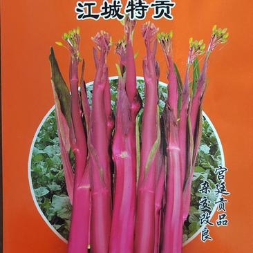 小叶无苦味红菜苔种子红油菜苔种子甜红菜苔种子