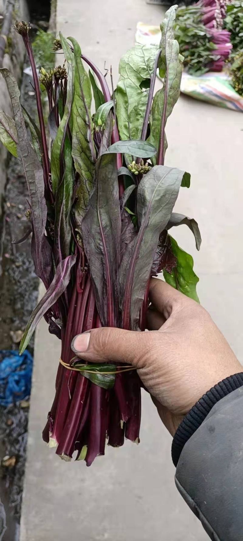 小叶无苦味红菜苔种子红油菜苔种子甜红菜苔种子