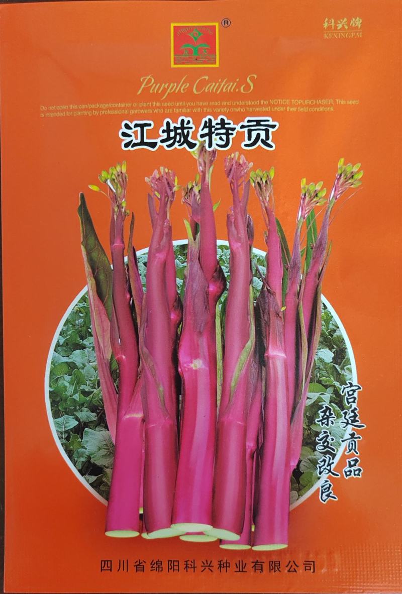 小叶无苦味红菜苔种子红油菜苔种子甜红菜苔种子