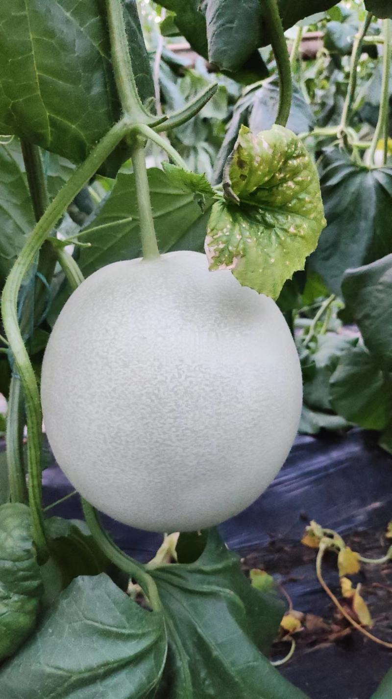 冰清玉菇
