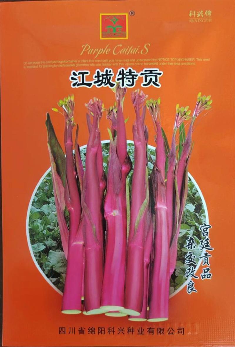 杂交红菜苔种子红油菜种子甜菜苔种子味道甘甜