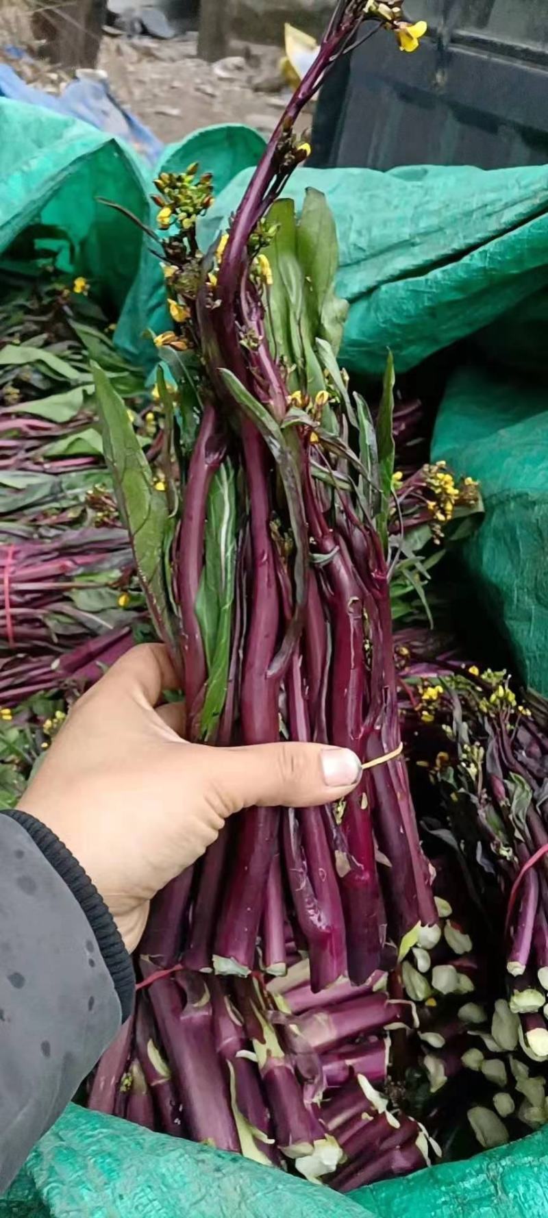 杂交红菜苔种子红油菜种子甜菜苔种子味道甘甜