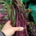 杂交红菜苔种子红油菜种子甜菜苔种子味道甘甜