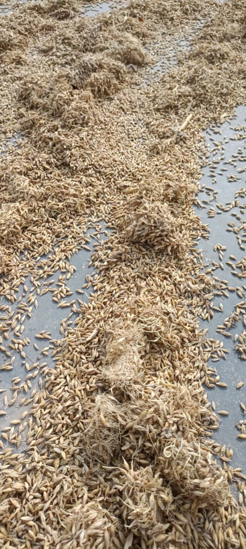 生麦芽，芽多货干，新货无毒变，货源充足，量大从优