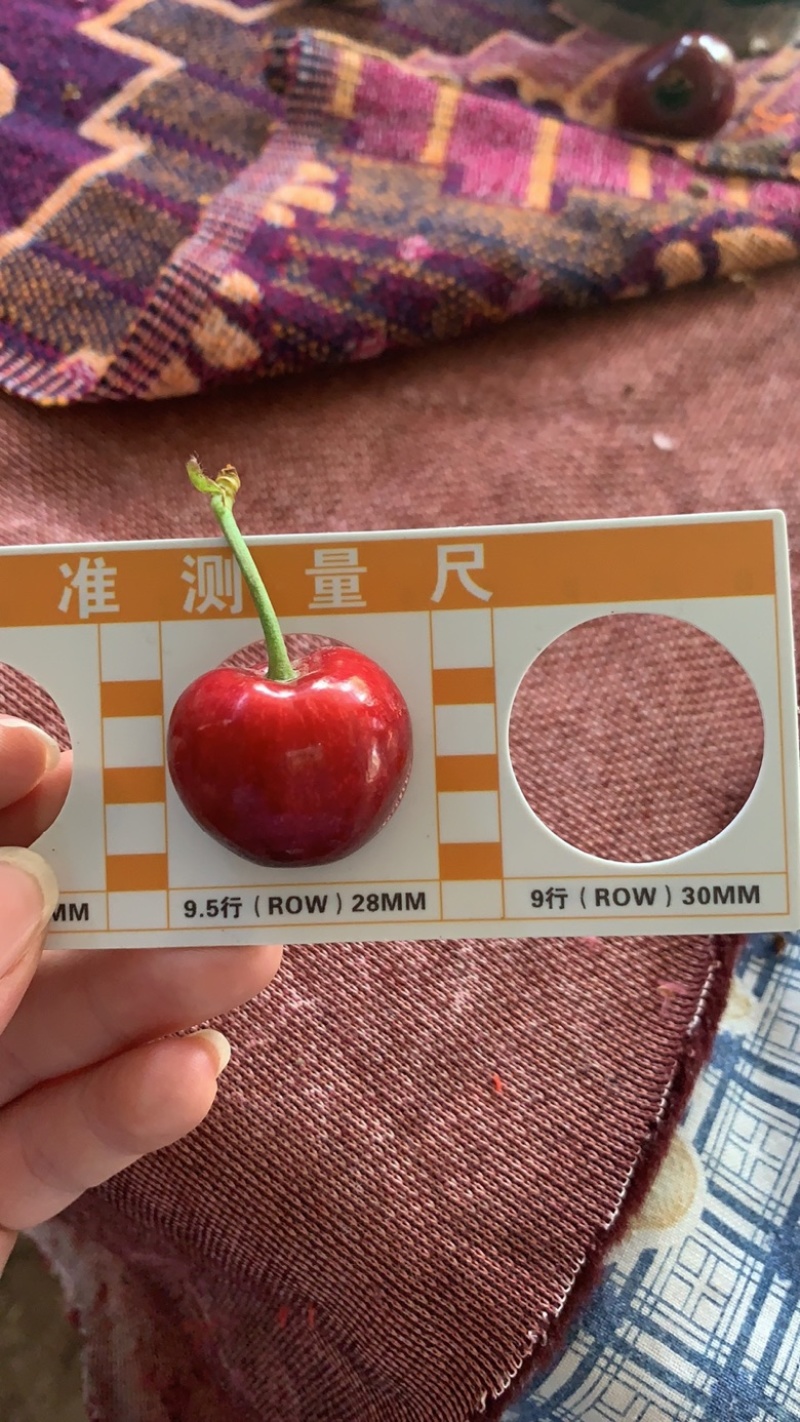 万亩樱桃基地买樱桃找我