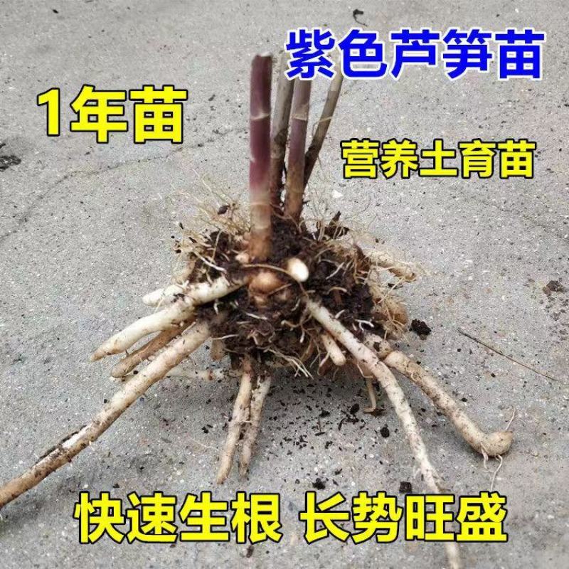 紫色芦笋苗根粗苗壮抗病性强适宜四季栽培可盆栽