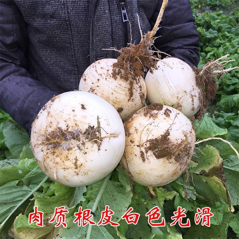 早熟蜂糖萝卜种子秋季蔬菜种子