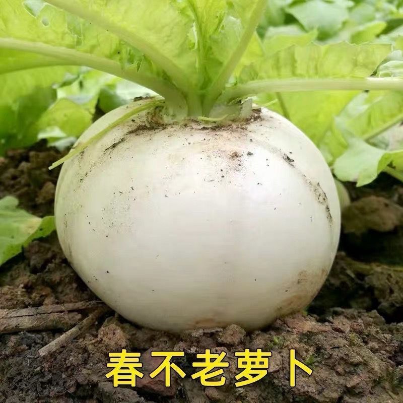 早熟蜂糖萝卜种子秋季蔬菜种子