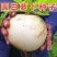 早熟蜂糖萝卜种子秋季蔬菜种子