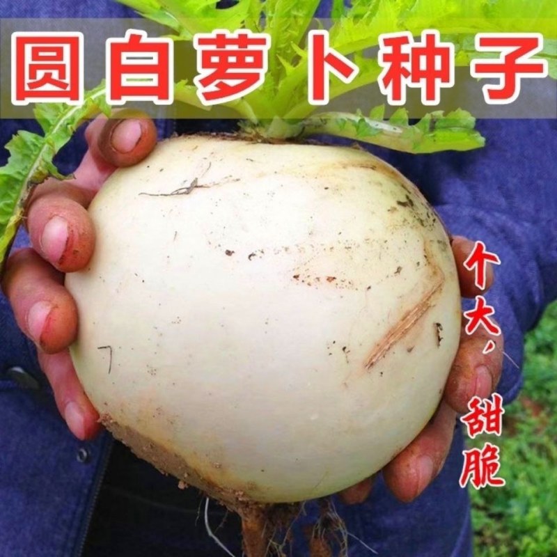 早熟蜂糖萝卜种子秋季蔬菜种子