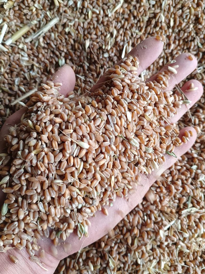 2024安徽省安庆地区本地小麦大批量上市中