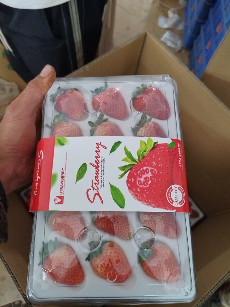 云南草莓马上大量上市