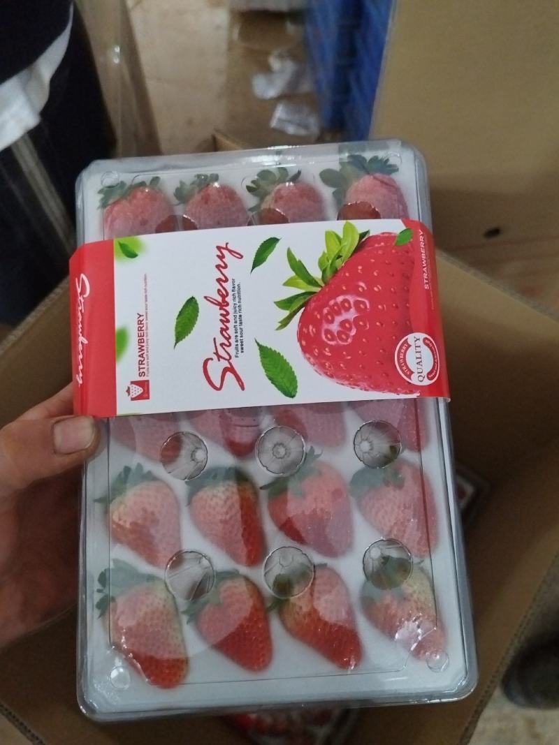 云南草莓马上大量上市