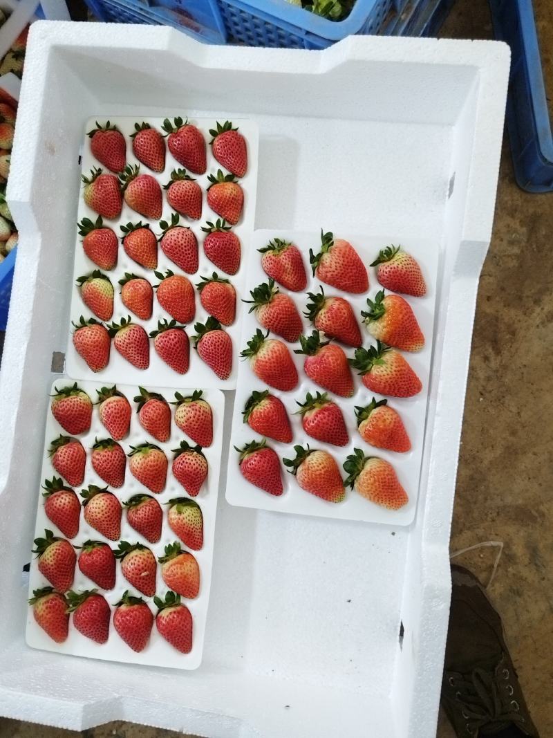 云南草莓马上大量上市