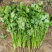 大量香菜
