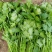 大量香菜