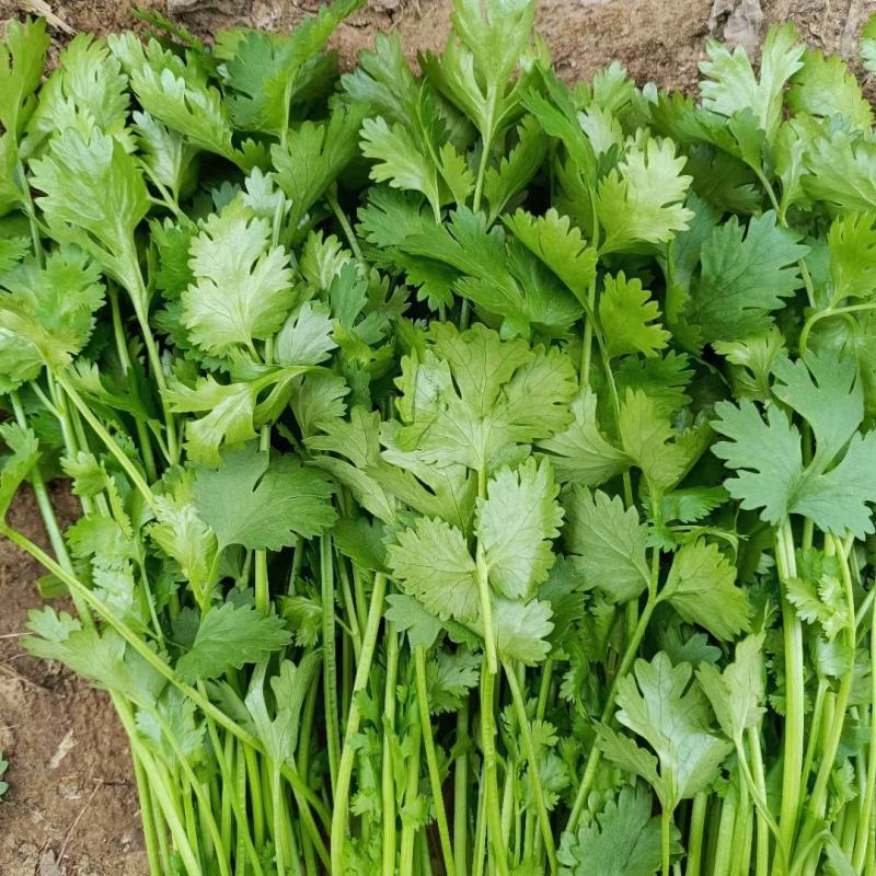 大量香菜