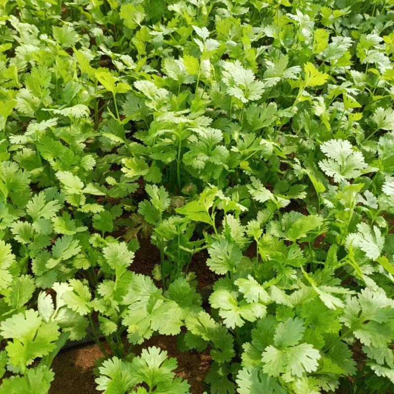 大量香菜