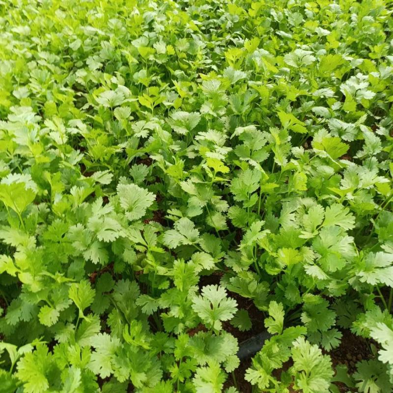 大量香菜