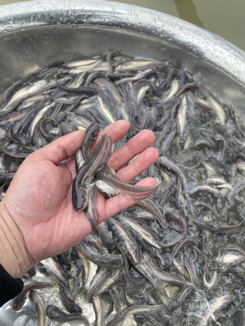 大口鲶鱼苗