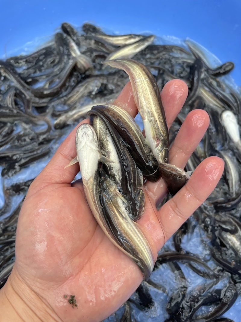 大口鲶鱼苗