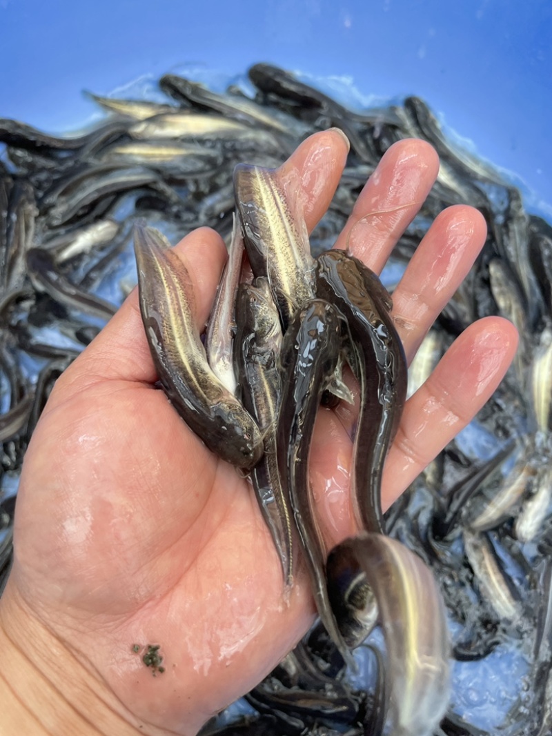 大口鲶鱼苗