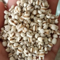 薏仁，新货无杂，药食两用，全国发货，支持在线下单