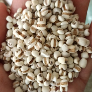 薏仁，新货无杂，药食两用，全国发货，支持在线下单