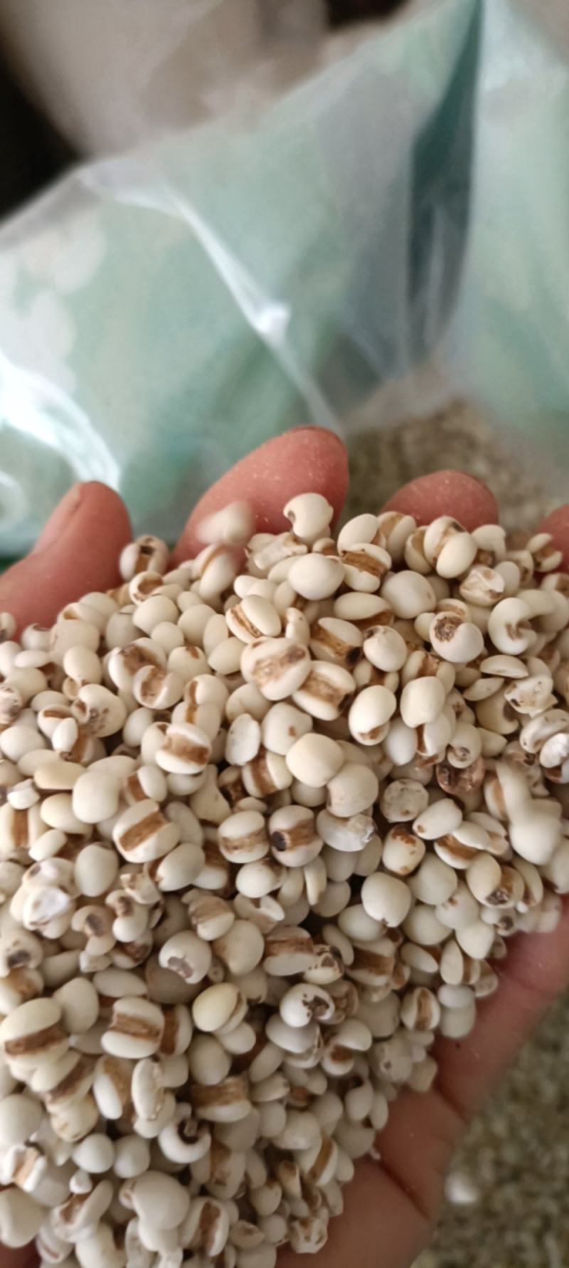 薏仁，新货无杂，药食两用，全国发货，支持在线下单