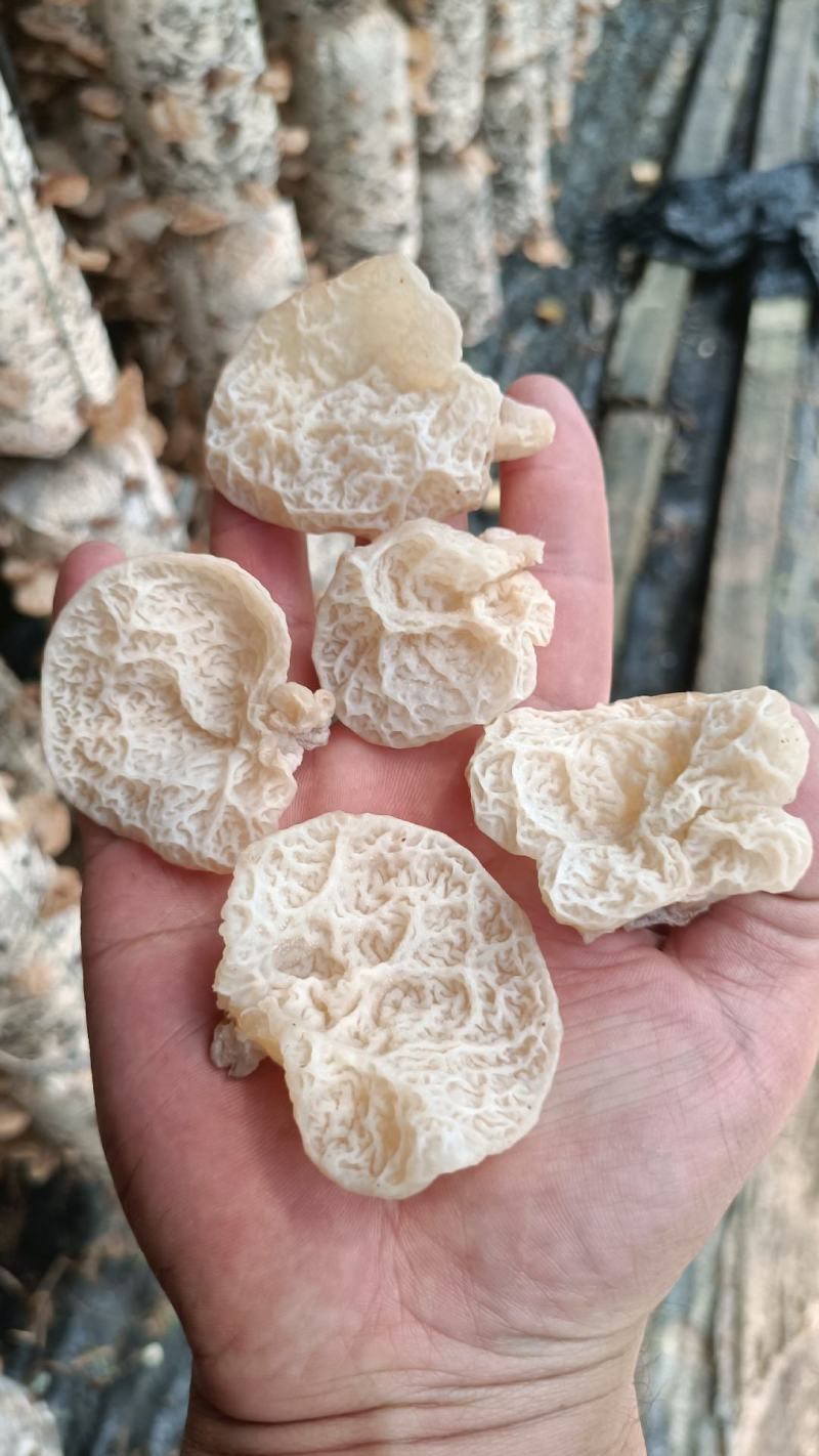 羊肚耳，沙耳，珍珠菌羊肚耳干货，羊肚耳椴木羊肚耳沙耳