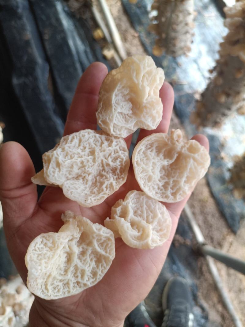 羊肚耳，沙耳，珍珠菌羊肚耳干货，羊肚耳椴木羊肚耳沙耳