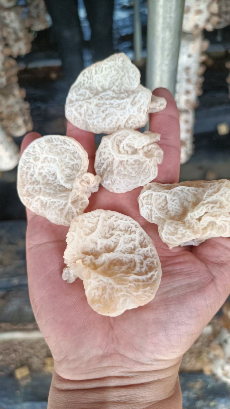 羊肚耳，沙耳，珍珠菌羊肚耳干货，羊肚耳椴木羊肚耳沙耳